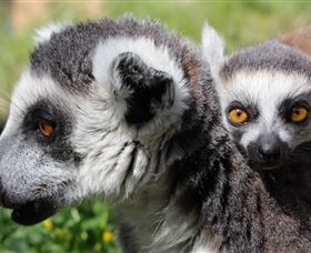 Savannah Visitor Plaza, Taronga Western Plains Zoo Dubbo - Accommodation Yamba 1