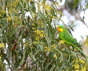 Savernake Day Tours - Accommodation Yamba 3