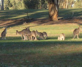 Savernake Day Tours - Accommodation Yamba 4