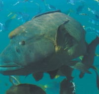Fairey Reef - Accommodation Yamba