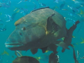 Fairey Reef - Accommodation Yamba 0