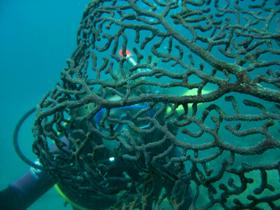 Fairey Reef - Accommodation Yamba 3