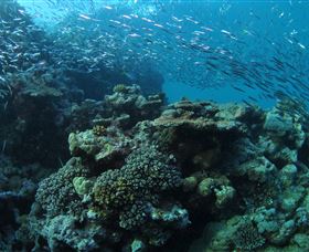Manta Ray Drop Off Dive Site - Accommodation Yamba 1