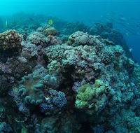 Manta Ray Drop Off Dive Site - Accommodation Yamba