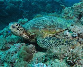 Manta Ray Drop Off Dive Site - Accommodation Yamba 3
