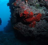 Stepping Stones Dive Site - Accommodation Yamba