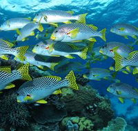 Challenger Bay Dive Site - Accommodation Yamba
