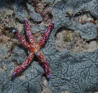 Clam Gardens Dive Site - Accommodation Yamba