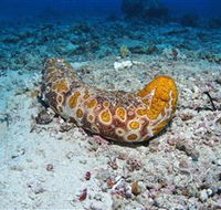 Two Towers Dive Site - Accommodation Yamba