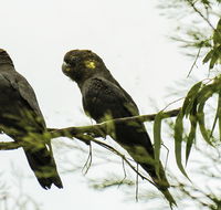 Conimbla National Park - Accommodation Yamba