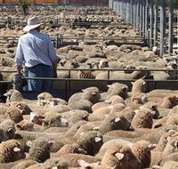 Livestock Marketing Centre - Accommodation Yamba