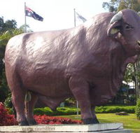 Rockhampton Bull Statues - Accommodation Yamba