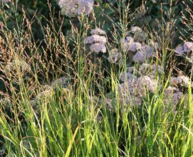 Perennialle Plants Nursery And Garden - Accommodation Yamba 5