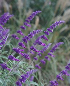 Perennialle Plants Nursery And Garden - Accommodation Yamba 4
