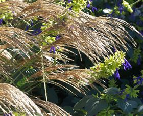 Perennialle Plants Nursery And Garden - Accommodation Yamba 3
