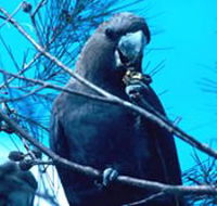 Mount Archer National Park - Accommodation Yamba