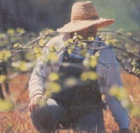 Canobolas Smith Winery - Accommodation Yamba