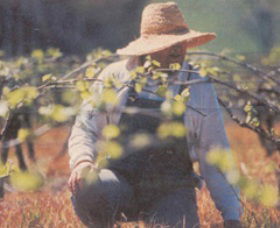 Canobolas Smith Winery - Accommodation Yamba 0