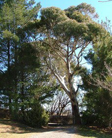 Habitat Vineyard - Accommodation Yamba 1