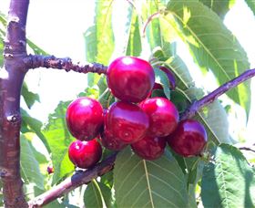 Ballinaclash Orchard And Cellar Door - Accommodation Yamba 0