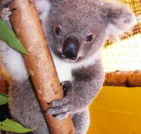 Cooberrie Park Wildlife Sanctuary - Accommodation Yamba