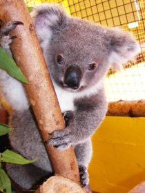 Cooberrie Park Wildlife Sanctuary - Accommodation Yamba 0