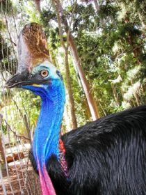 Cooberrie Park Wildlife Sanctuary - Accommodation Yamba 1