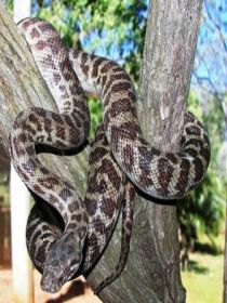 Cooberrie Park Wildlife Sanctuary - Accommodation Yamba 3