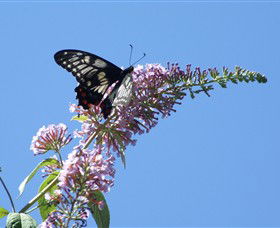 Albury Botanic Gardens - Accommodation Yamba 5