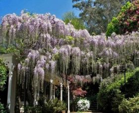Nooroo Gardens - Accommodation Yamba 0