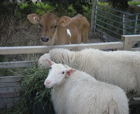 Prom Country Cheese - Accommodation Yamba 8