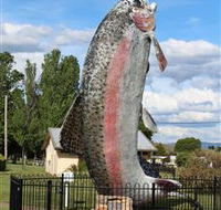 Big Trout - Accommodation Yamba