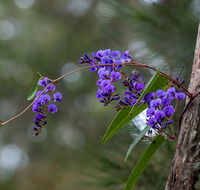 Mann River Nature Reserve - Accommodation Yamba