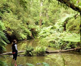 Morwell National Park - Accommodation Yamba 0