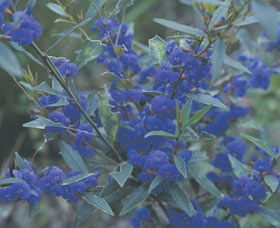 Kalamunda National Park - Accommodation Yamba 2