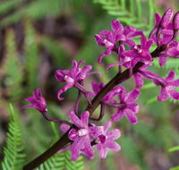 Cassinia walking track - Accommodation Yamba