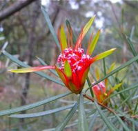 Glenbrook Native Plant Reserve and Nursery - Accommodation Yamba