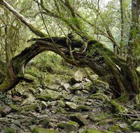 Mitchell River Walking Track - Accommodation Yamba