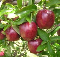 Top 40 Orchard - Accommodation Yamba