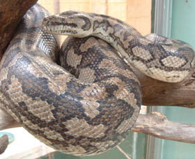 Armadale Reptile Centre - Accommodation Yamba 0