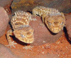 Armadale Reptile Centre - Accommodation Yamba 1