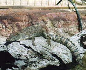 Armadale Reptile Centre - Accommodation Yamba 2