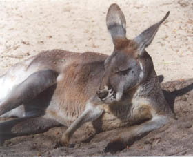 Armadale Reptile Centre - Accommodation Yamba 3