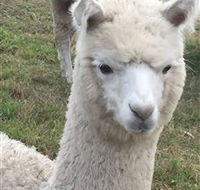 Storybook Alpacas - Accommodation Yamba
