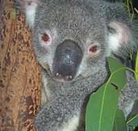 Hunter Valley Zoo - Accommodation Yamba