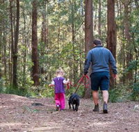 Olney State Forest - Watagan Mountains - Accommodation Yamba