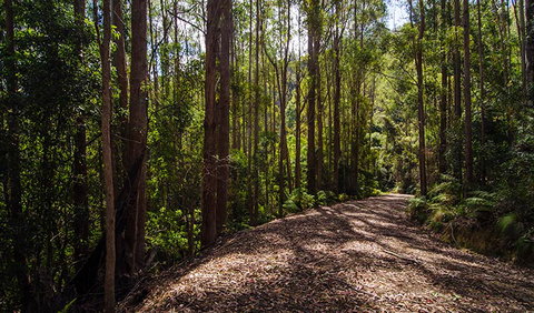 Myrtle Scrub Scenic Drive - Accommodation Yamba 1