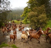 Glenworth Valley Horse Riding - Accommodation Yamba