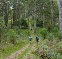 The Green Gully track - Accommodation Yamba