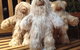 Australian Alpaca Barn - Morpeth - thumb 3